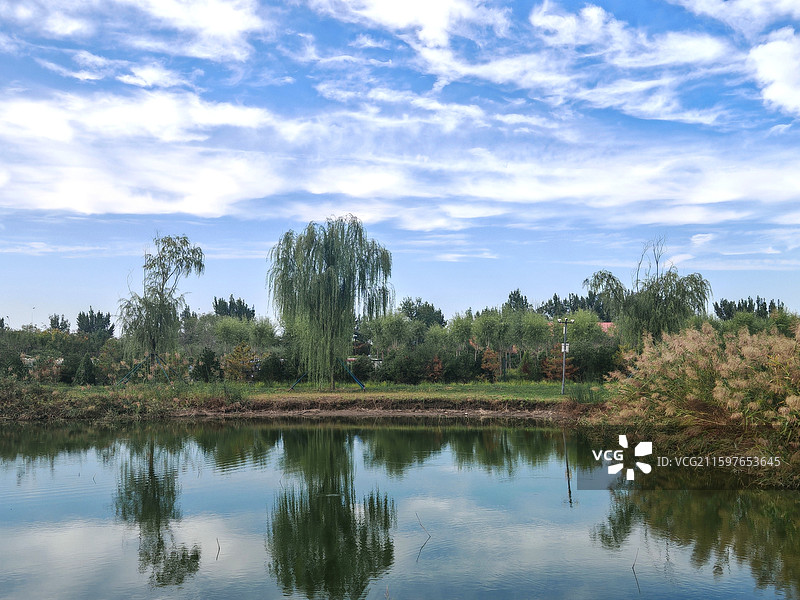 湖面中的蓝天白云与芦花图片素材