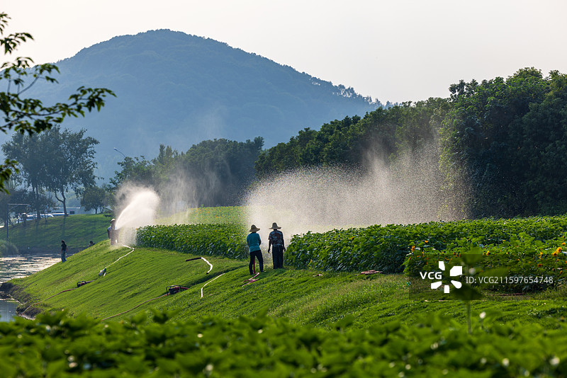 乡村农民们在为农作物浇水灌溉图片素材