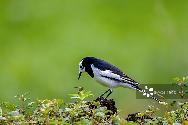 白鹡鸰图片素材