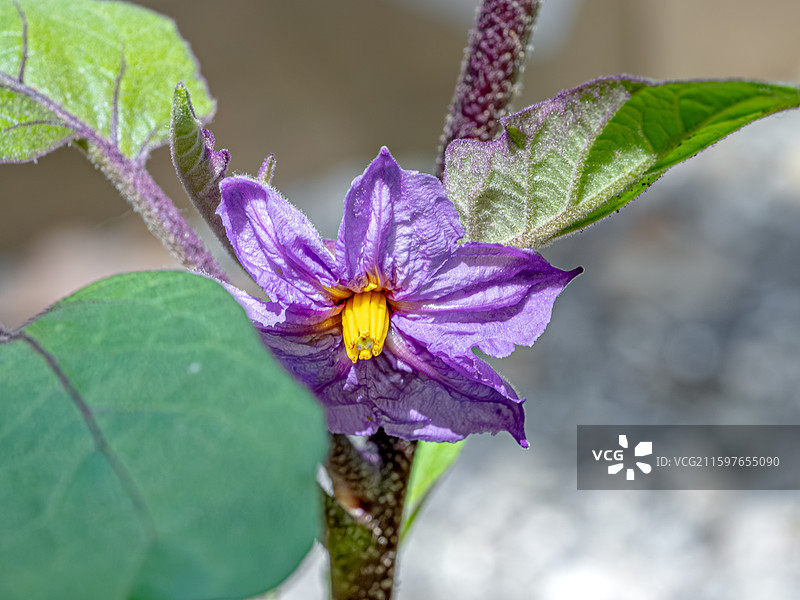 茄子紫色小花朵盛开 菜园里蔬菜 茄科草本植物 上海世纪公园世纪童耕农场植物图鉴图片素材