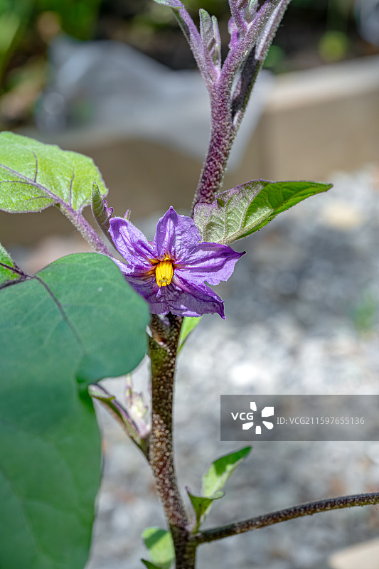 茄子紫色小花朵盛开 菜园里蔬菜 茄科草本植物 上海世纪公园世纪童耕农场植物图鉴图片素材