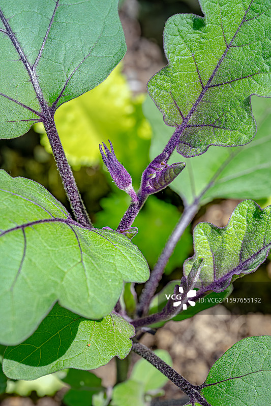 茄子紫色小花朵盛开 菜园里蔬菜 茄科草本植物 上海世纪公园世纪童耕农场植物图鉴图片素材