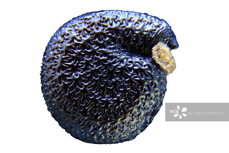 马齿苋种子图片素材