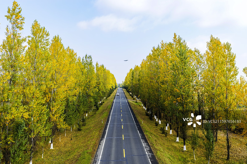 秋季日光下，航拍吉林省延边朝鲜族自治州敦化市鹤大公路金黄色的林荫大道。图片素材