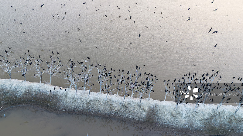 冬季水边枯树上的野生候鸟鸬鹚鸟群-冬季江苏盐城大丰麋鹿保护区图片素材