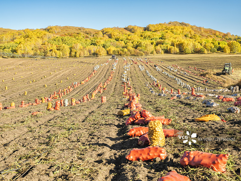 内蒙赤峰克什克腾旗秋色图片素材