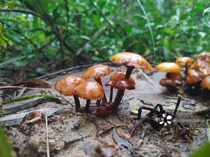 森林中的野蘑菇图片素材