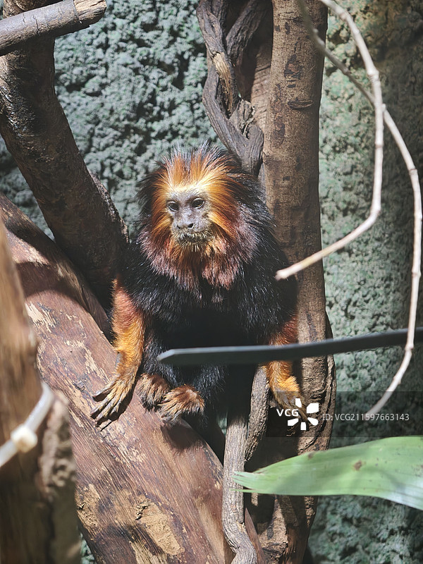 坐在树枝上沉思的狮面狨（拍摄于：南京市红山动物园）图片素材