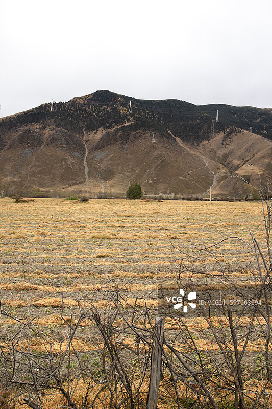 四川甘孜康定新都桥 已收割的青稞麦田 远处的高山和电力线铁塔图片素材