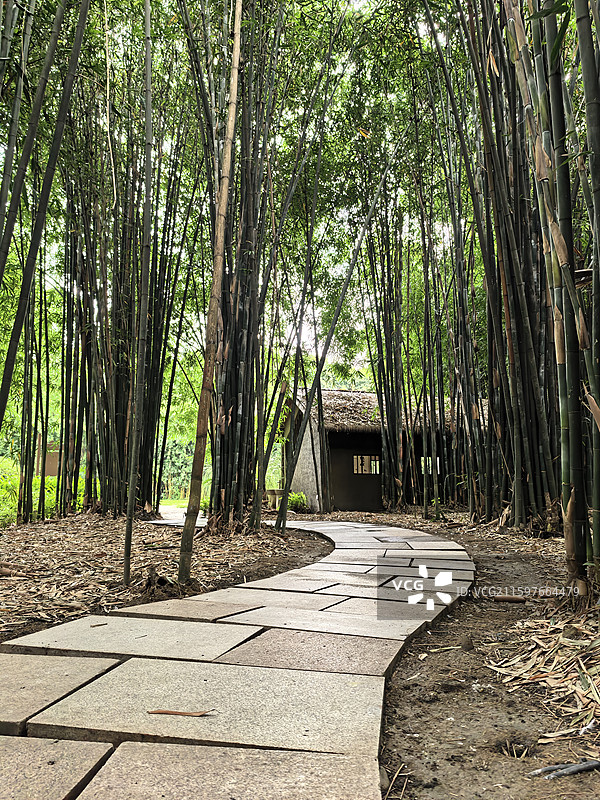 竹林小道和茅草屋图片素材
