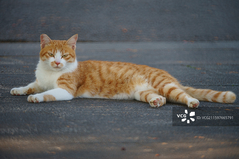 大“橘”为重图片素材