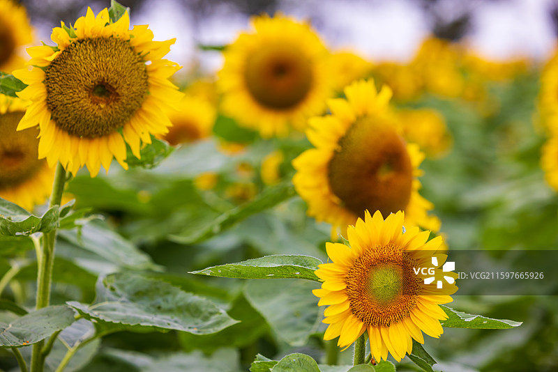 南京市高淳桠溪慢城向日葵花海风景区图片素材