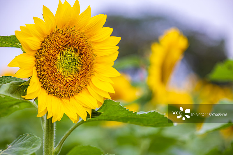 南京市高淳桠溪慢城向日葵花海风景区图片素材