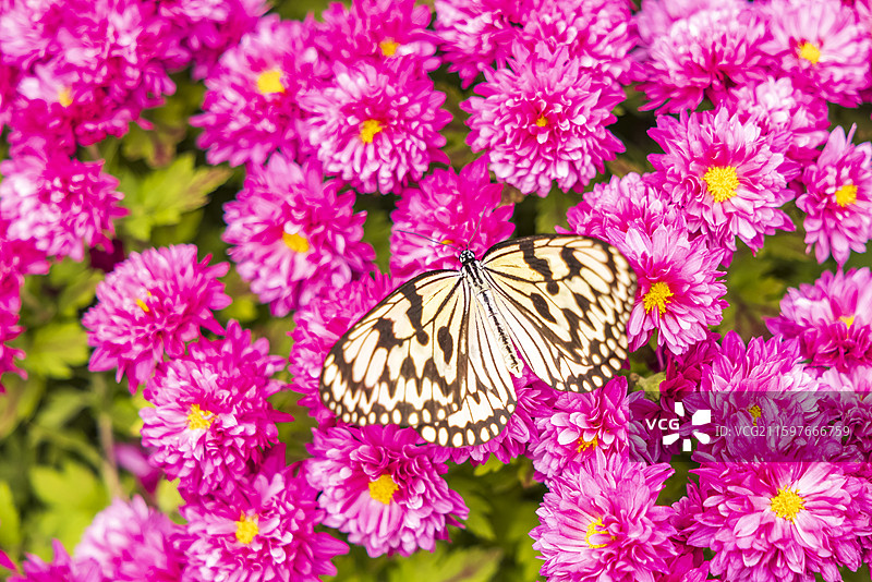 寒露时节北京顺义国际鲜花港蝶恋菊图片素材