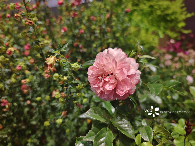 七姊妹花朵特写图片素材
