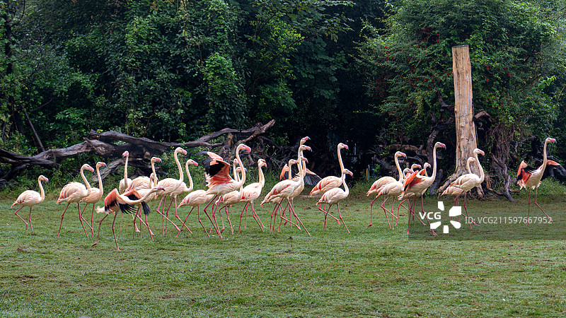 郑州银基动物园图片素材
