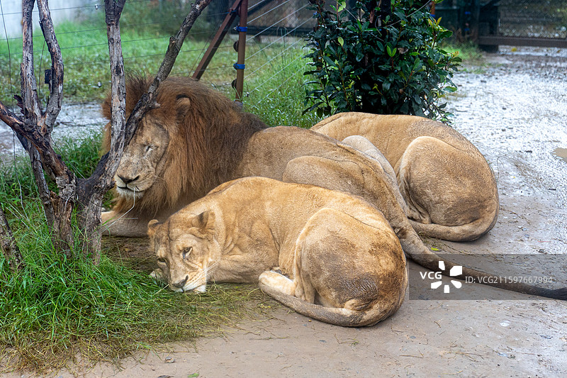 郑州银基动物园图片素材