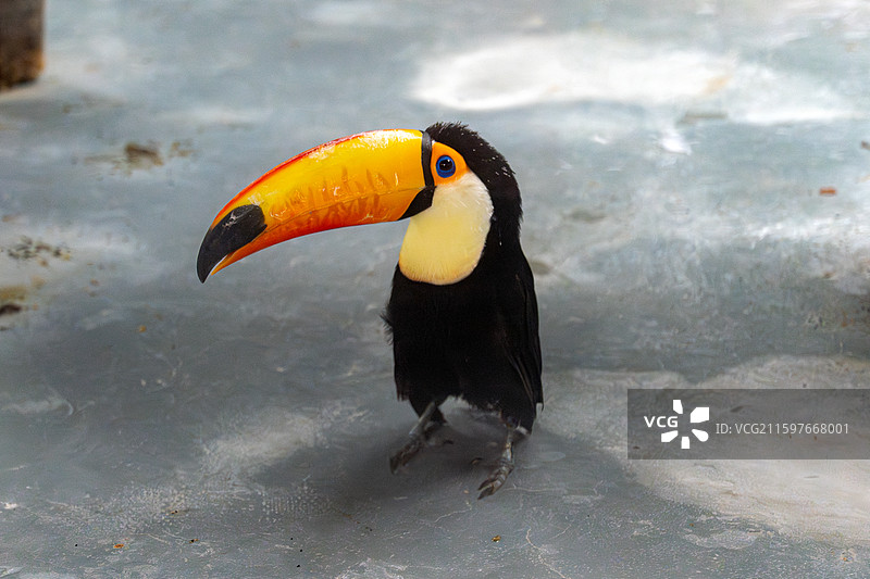 郑州银基动物园图片素材