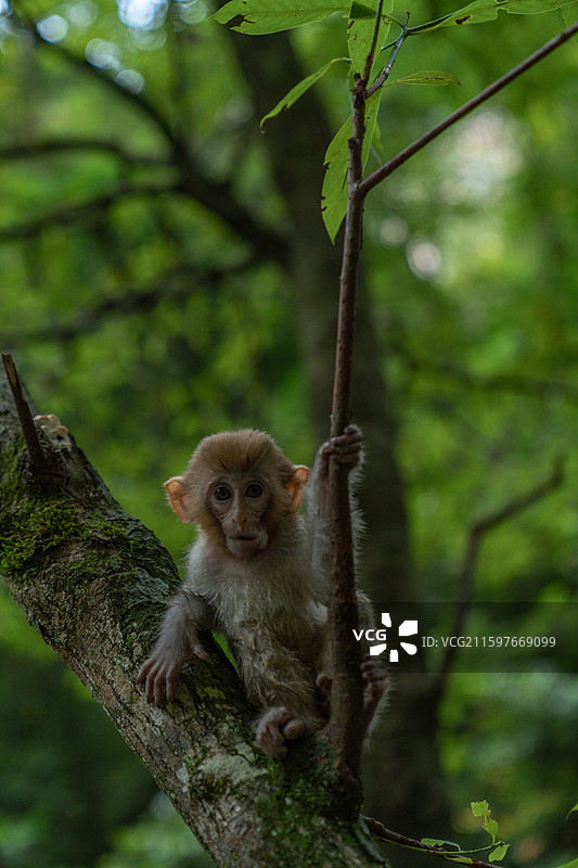 张家界武陵源的猴子图片素材