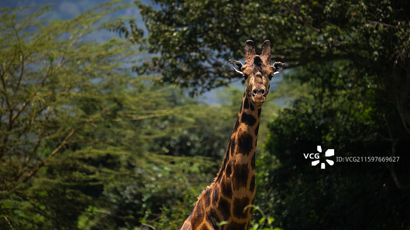 肯尼亚纳库鲁国家公园的马赛长颈鹿图片素材