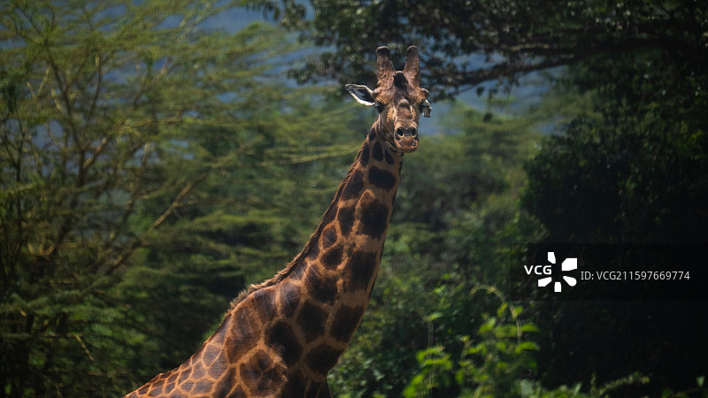 肯尼亚纳库鲁国家公园的马赛长颈鹿图片素材