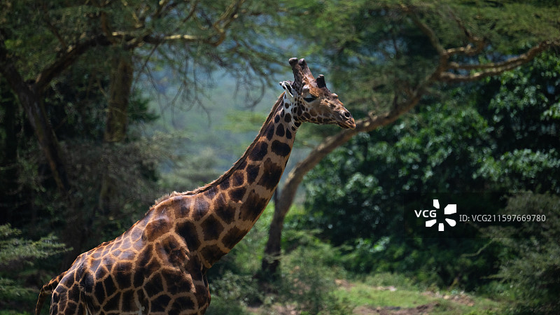 肯尼亚纳库鲁国家公园的马赛长颈鹿图片素材