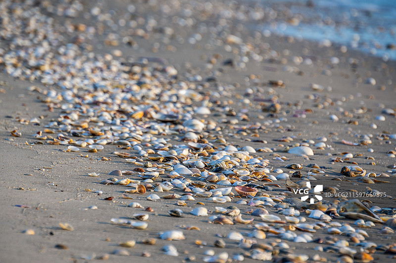 海滩上贝壳的特写镜头图片素材
