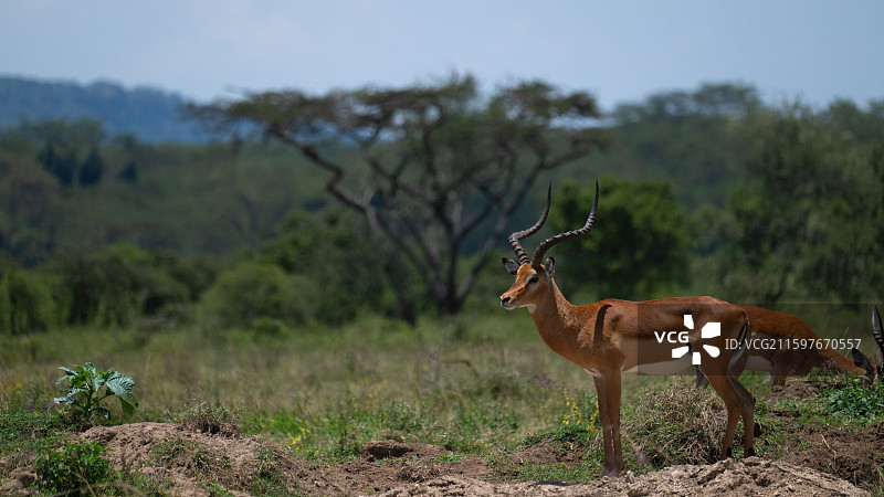 肯尼亚纳库鲁国家公园的雄性黑斑羚图片素材