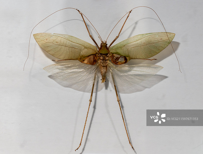 马来西亚的长脚大叶螽图片素材