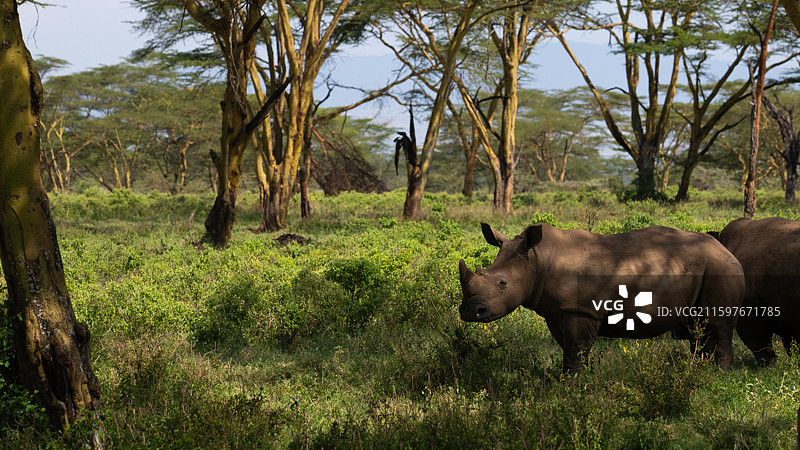 肯尼亚纳库鲁国家公园的白犀牛图片素材