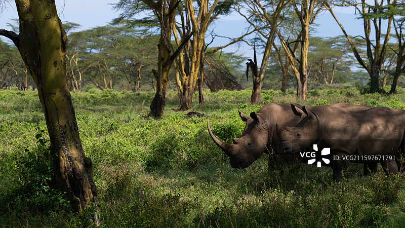肯尼亚纳库鲁国家公园的白犀牛图片素材