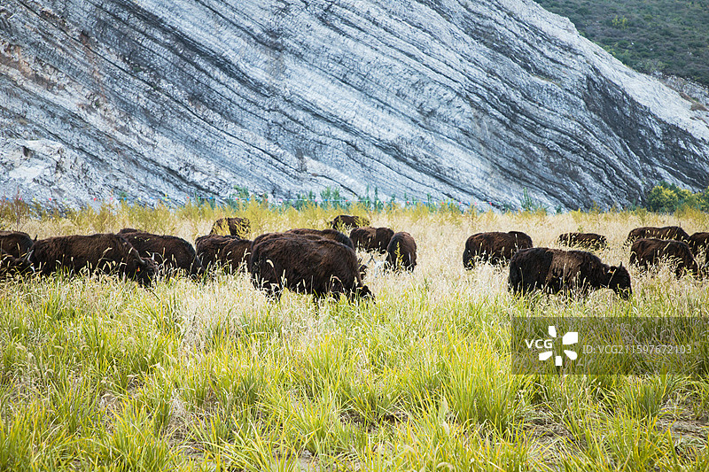 吃草的牛图片素材