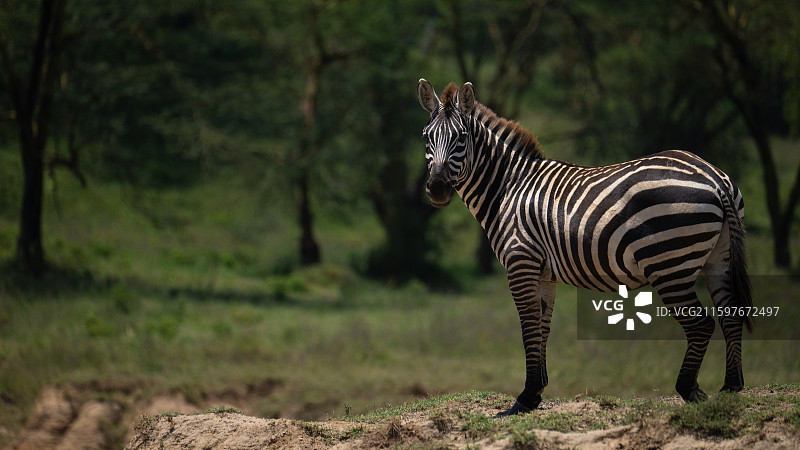 肯尼亚纳库鲁国家公园的斑马图片素材