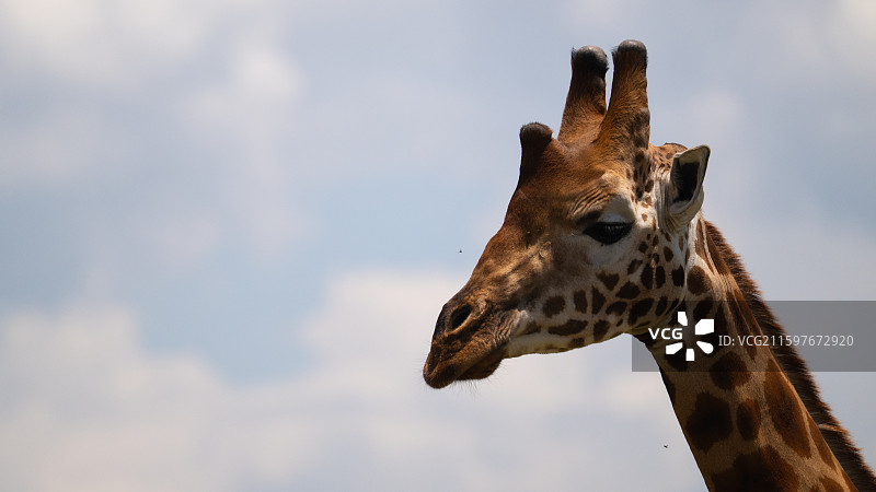 肯尼亚纳库鲁国家公园的马赛长颈鹿图片素材