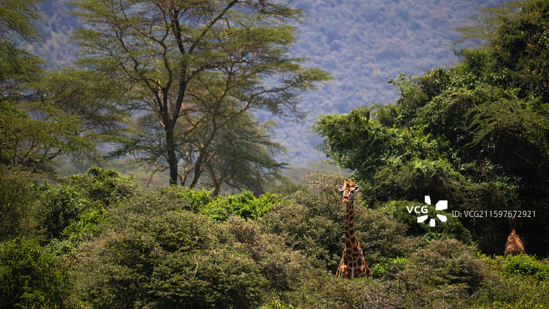 肯尼亚纳库鲁国家公园的马赛长颈鹿图片素材