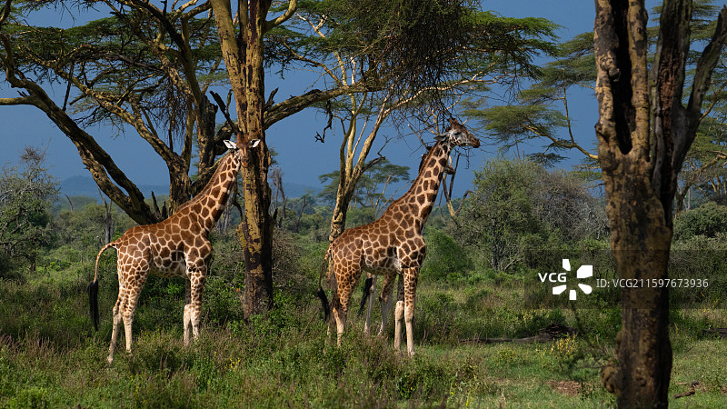 肯尼亚纳库鲁国家公园的马赛长颈鹿图片素材