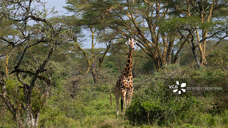 肯尼亚纳库鲁国家公园的马赛长颈鹿图片素材