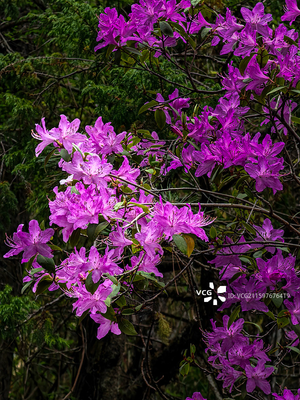九寨沟杜鹃花图片素材