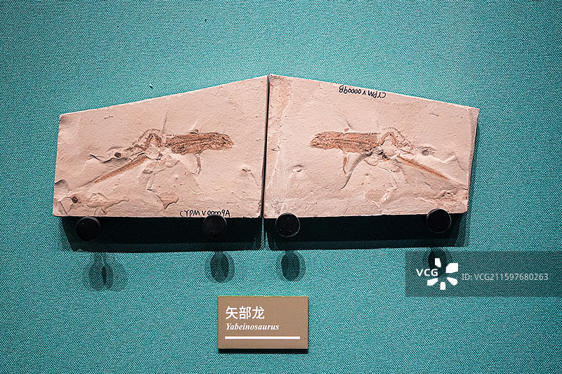 远古生物化石标本图片素材