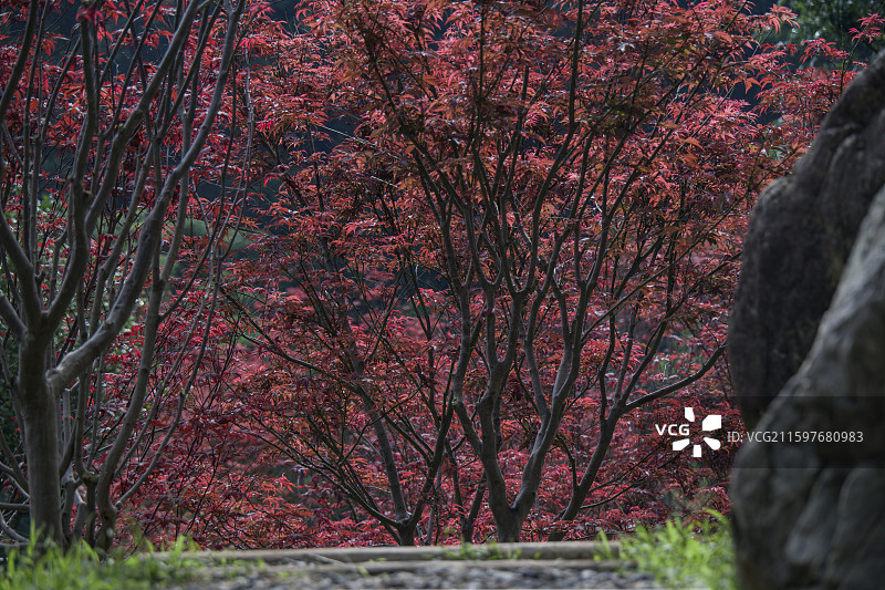 帽峰山红叶图片素材