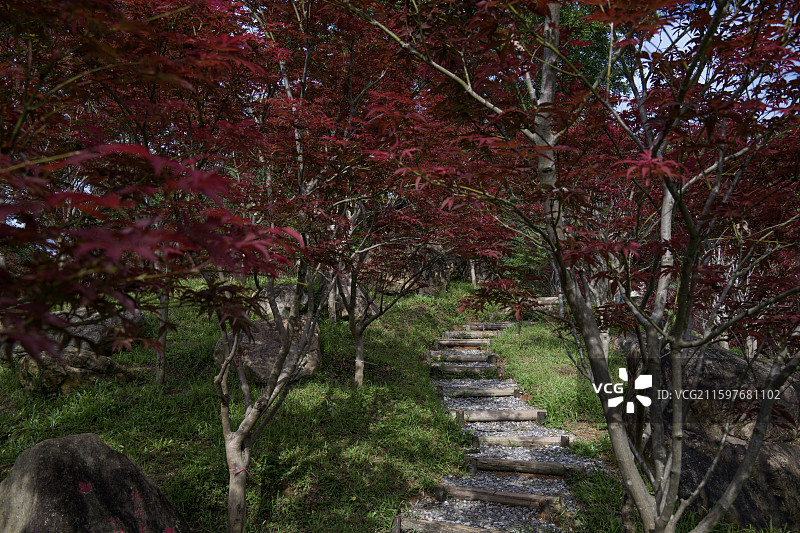 帽峰山红叶图片素材