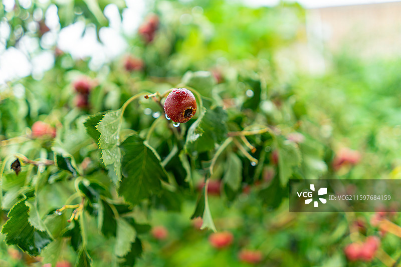 中国水果果树拍摄拍摄主题，下雨天气山楂树上结出红色的山楂果实和水珠，户外白昼无人图像摄影图片素材