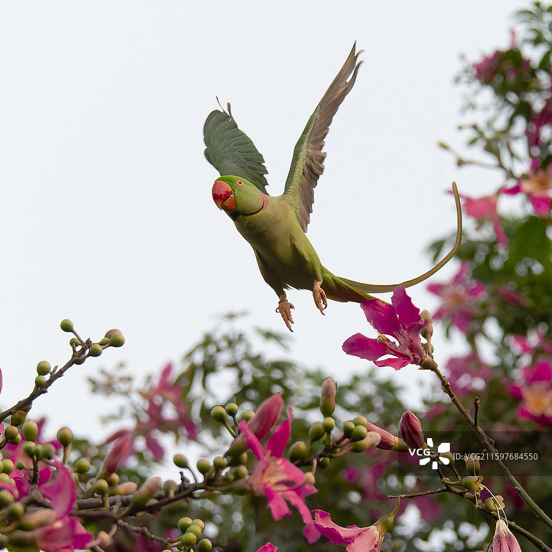 异木棉花上的亚历山大鹦鹉图片素材