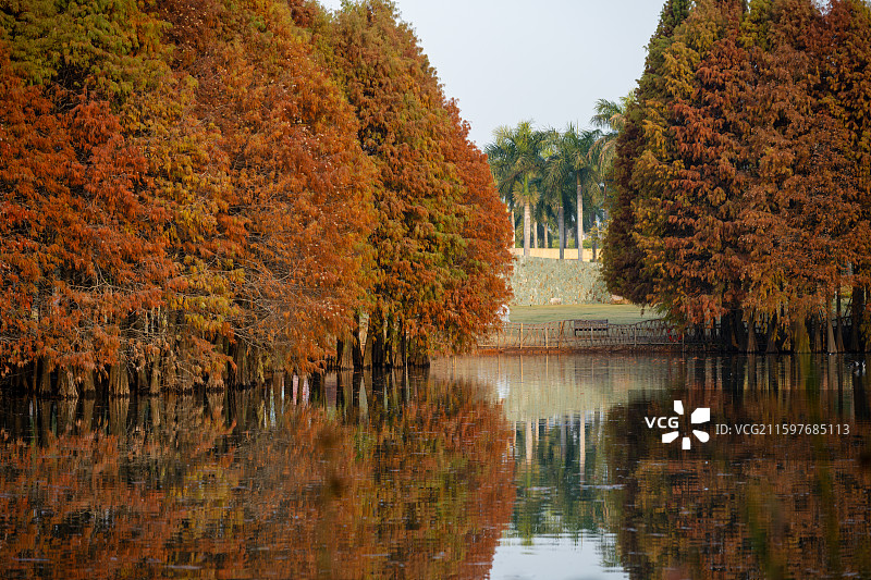 厦门园博苑秋日水边的落羽杉倒影图片素材