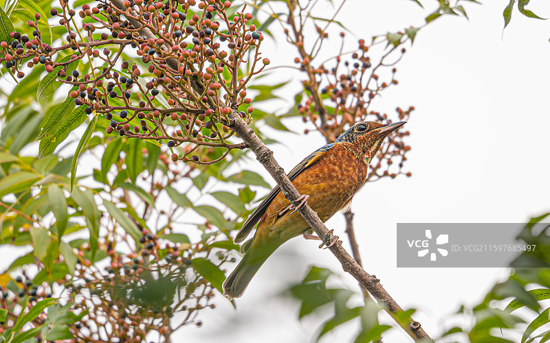白喉矶鸫图片素材