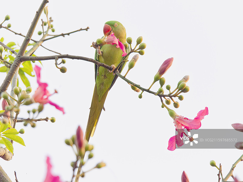 亚历山大鹦鹉爱吃异木棉花图片素材