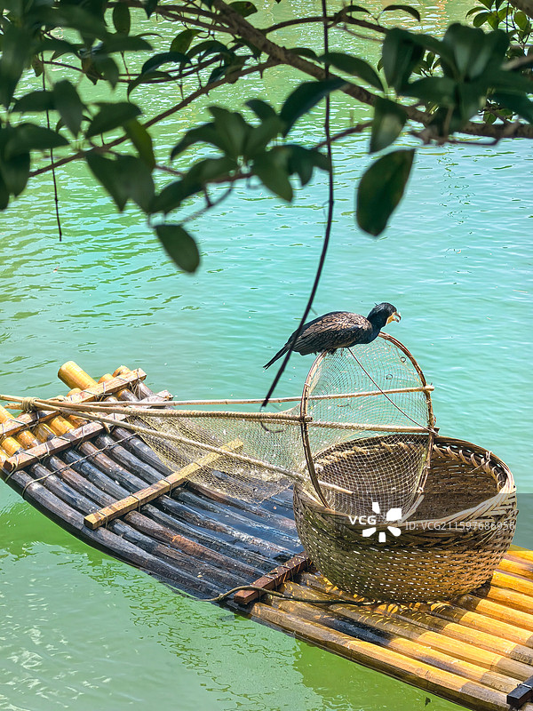 竹筏上的鱼鹰鸬鹚图片素材