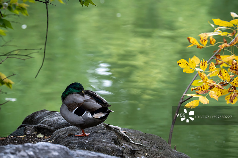 北京动物园绿头鸭岩石休憩图图片素材