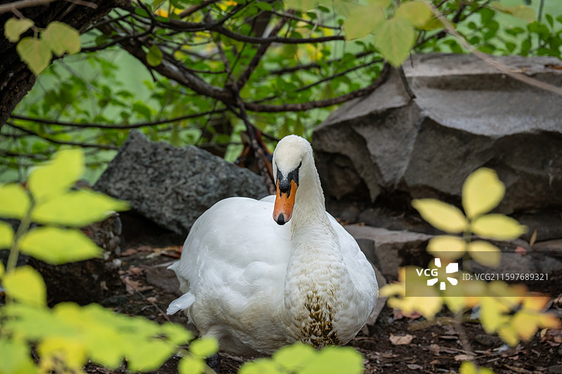 北京动物园白天鹅岩石休憩图图片素材