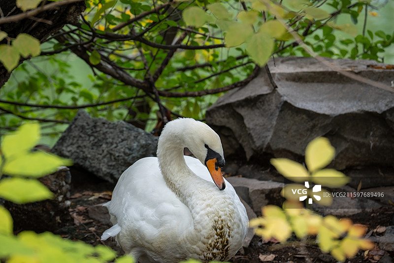 北京动物园白天鹅岩石休憩图图片素材
